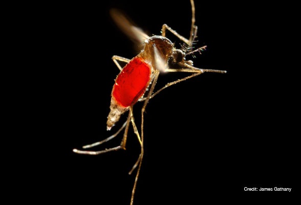 Phòng chống dịch sốt xuất huyết, zika bằng chính muỗi vằn