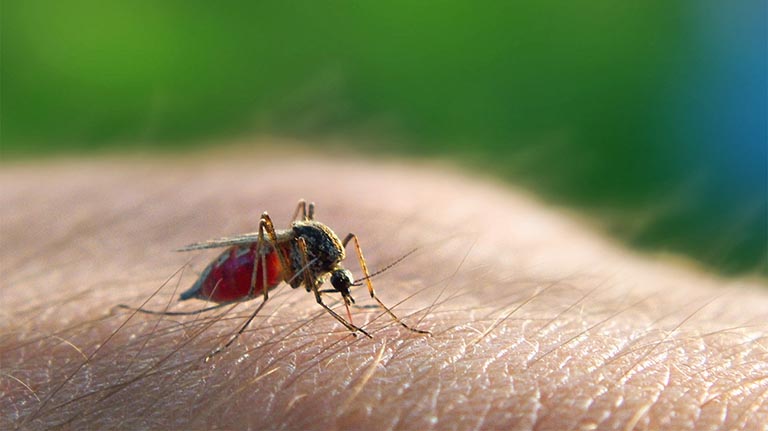 Côn trùng có độc đốt có thể gây sốt ở người bệnh