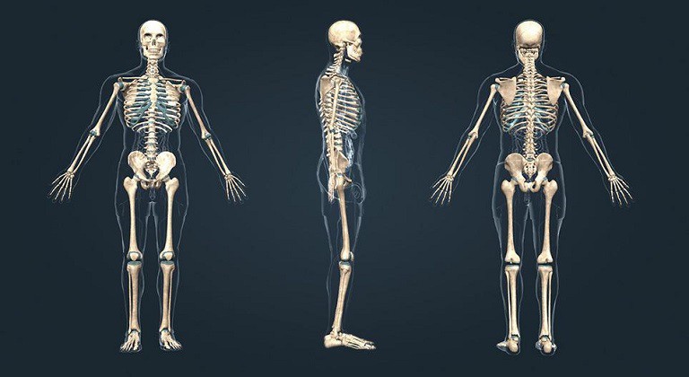 Bộ xương người hoàn chỉnh