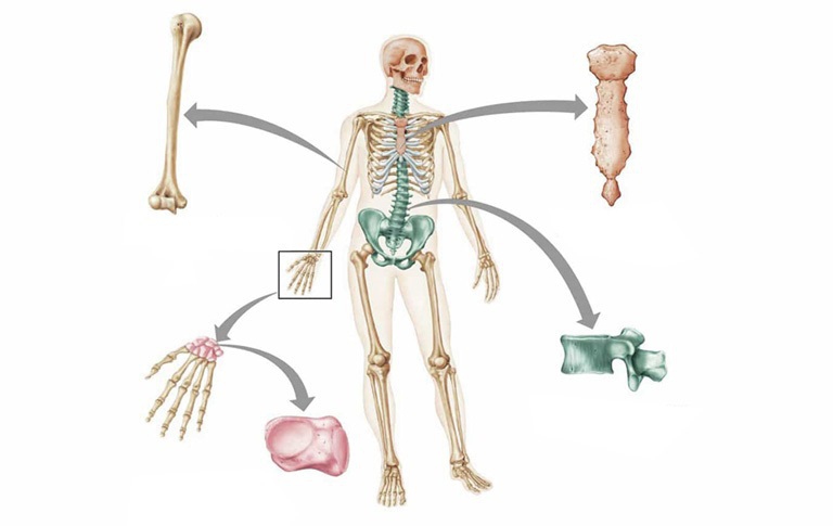 Xương người gồm xương trục và xương phần phụ