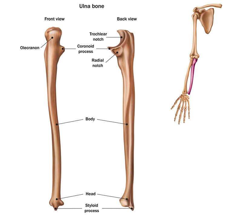 Hình ảnh xương chi trên - Cánh tay