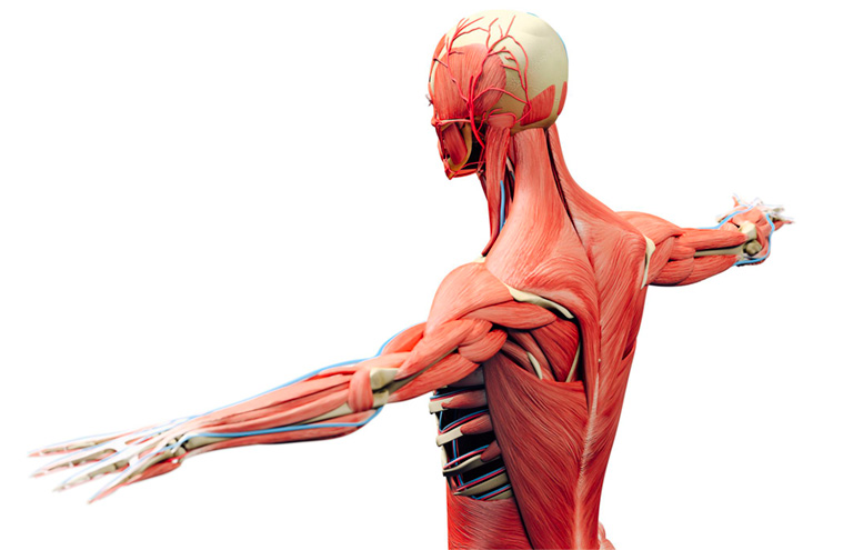 Co cơ là một hiện tượng các cơ trong cơ thể co hoặc giãn