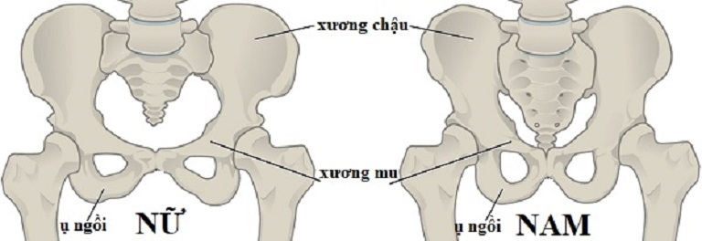 Sự khác nhau giữa xương chậu ở nam và nữ giới