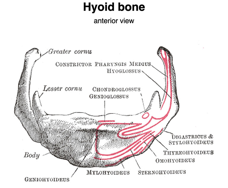 Xương móng là một đoạn xương có hình dáng giống như móng ngựa