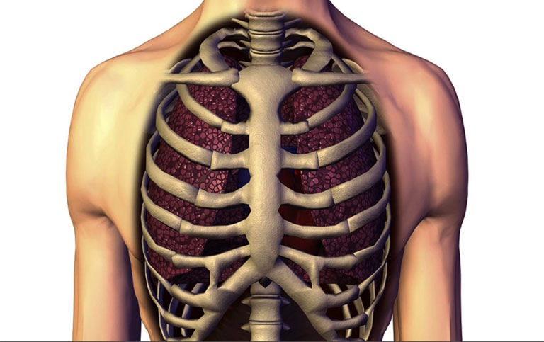 Xương có chức năng bảo vệ phổi và các cơ quan nội tạng bên trong