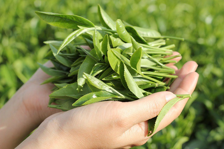 Lá trà xanh có chứa nhiều dưỡng chất có tác dụng kháng khuẩn rất tốt