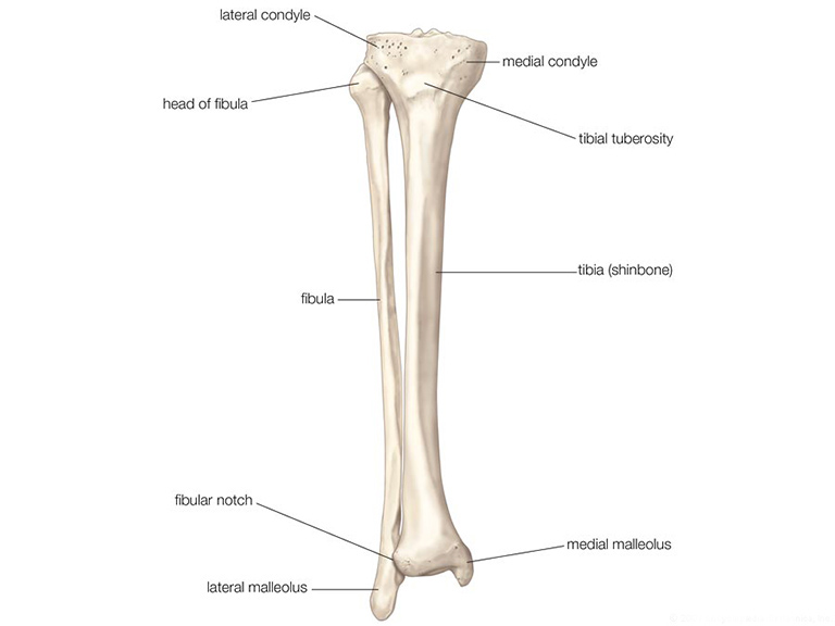 xương chày được biết đến là một trong hai xương ở bên trong cẳng chân