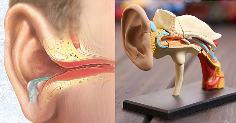 Chức năng chính của xương chũm là bảo vệ tai và hệ thống xương thái dương