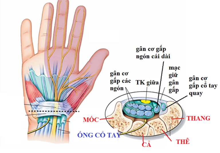 Vị trí của cơ duỗi trong cấu tạo bàn tay