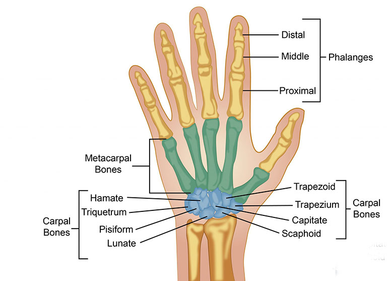 Có 27 xương trong mỗi bàn tay con người
