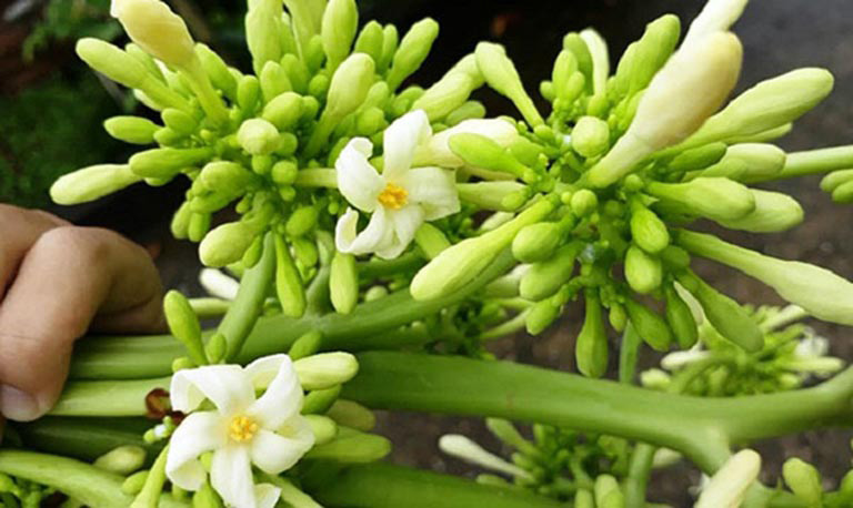 Hoa đu đủ đực nổi tiếng với tác dụng trị ho, tiêu đờm, chữa đau họng