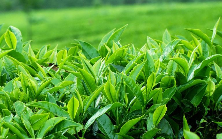 Sử dụng lá trà xanh - Cách trị viêm xoang tại nhà nhiều người tin dùng